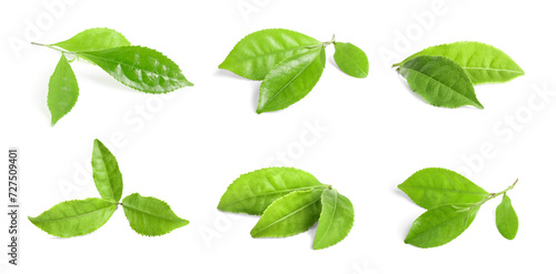 Fresh green tea leaves isolated on white, set