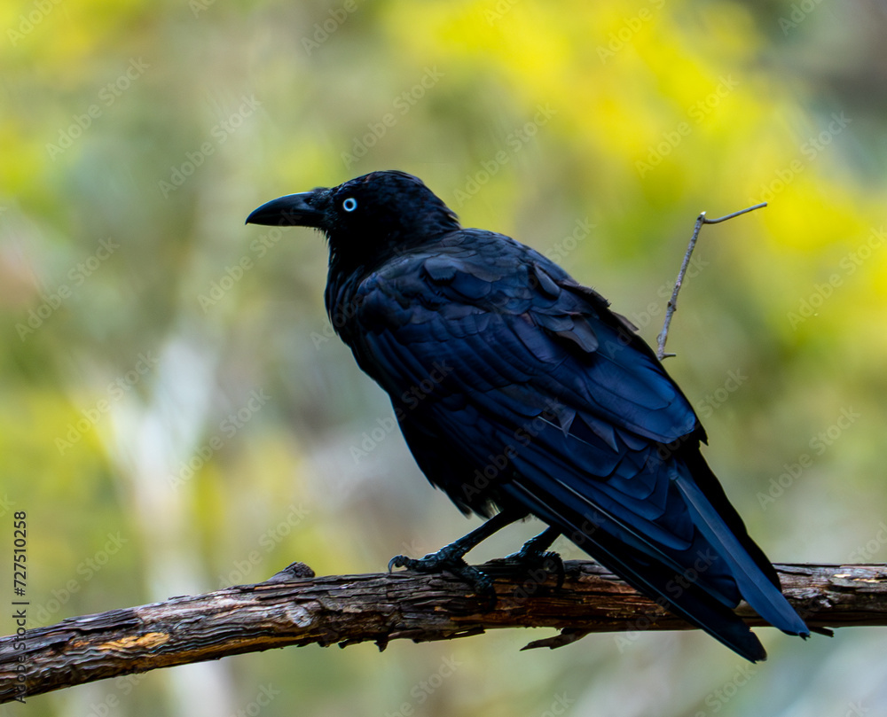 Crow Crow