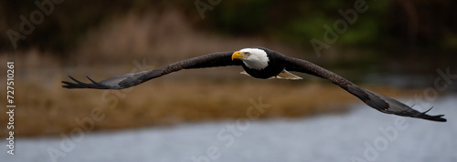 Majestic Bald Eagle in Flight in Washington State