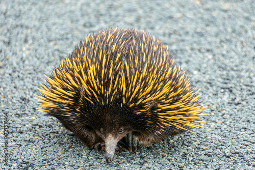 Echidna photo