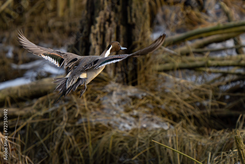 Drake Pintail Flushes From Marshy Hideout
