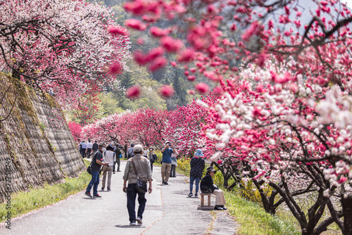 長野県阿智村 花桃の里に咲く満開の花桃 
