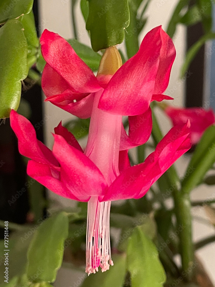 Obraz premium Christmas Cactus Flower 02