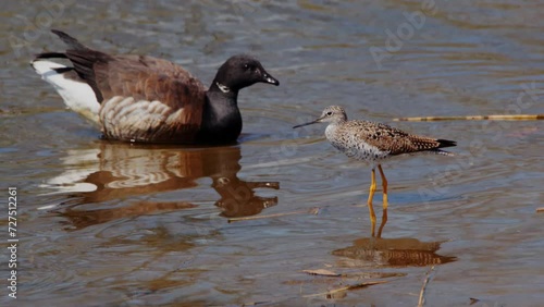 Atlantic brant (Branta bernicla hrota) crossing a Greater yellowlegs (Tringa melanoleuca) in a pond. photo