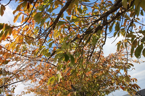 秋の風景 紅葉の木