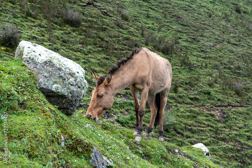 horse in the mountains