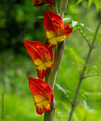 red and yellow flowers