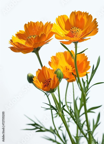 orange flowers isolated on white