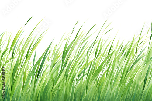 Watercolor grass field landscape on white background for natural organic bio eco banner wallpaper design