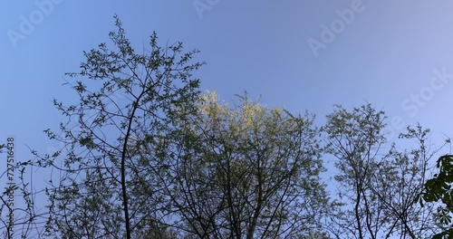 Wallpaper Mural deciduous trees in a mixed forest in the spring season, beautiful young green foliage in the park Torontodigital.ca