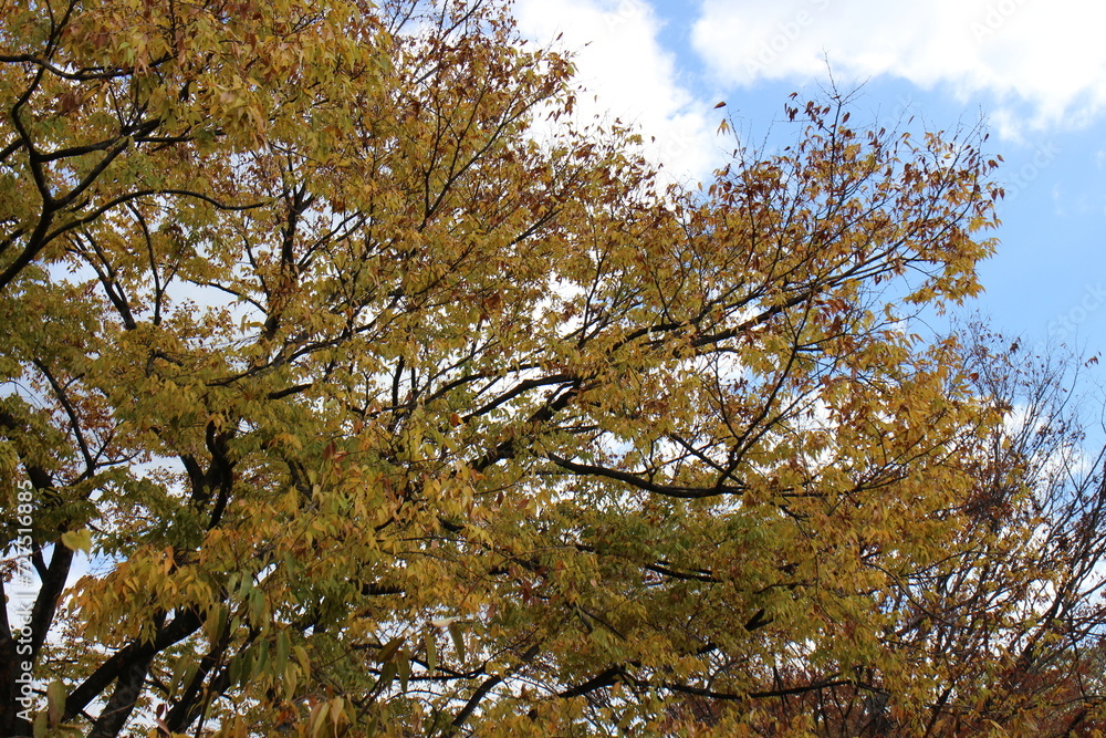 Fototapeta premium 秋の風景 紅葉の木