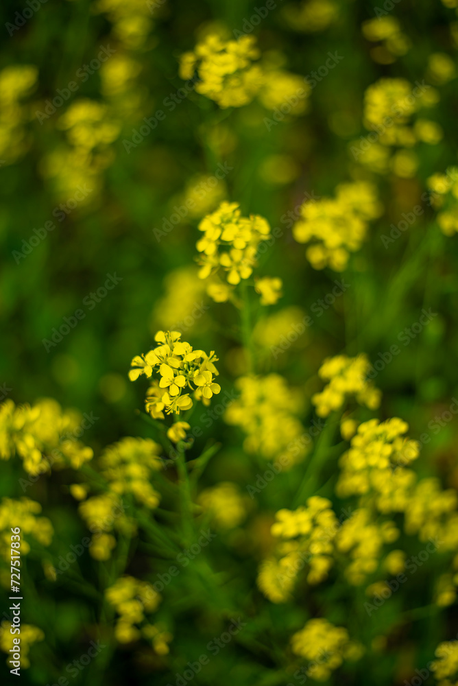 yellow flowers in the garden, Linn County, Mid-Willamette Valley, Western Oregon yellow flowers in the garden, Linn County, Mid-Willamette Valley, Western Oregon