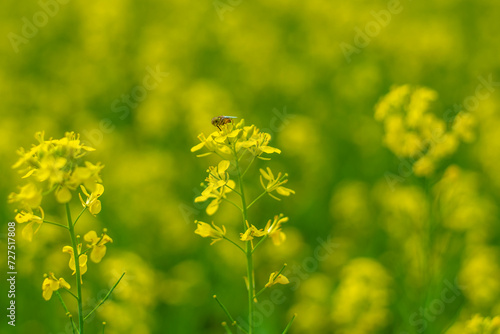 Insects in Mustard Seed Field , Linn County, Mid-Willamette Valley, Western Oregon