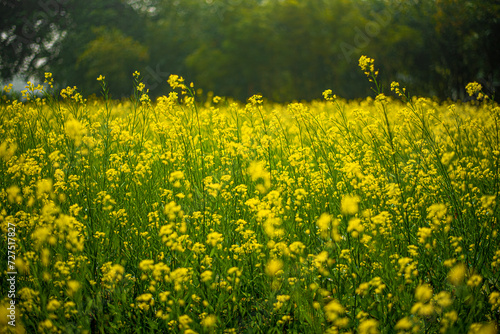 field of yellow flowers, Linn County, Mid-Willamette Valley, Western Oregon photo