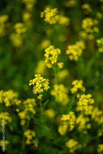 yellow flowers in the garden  Linn County  Mid-Willamette Valley  Western Oregon