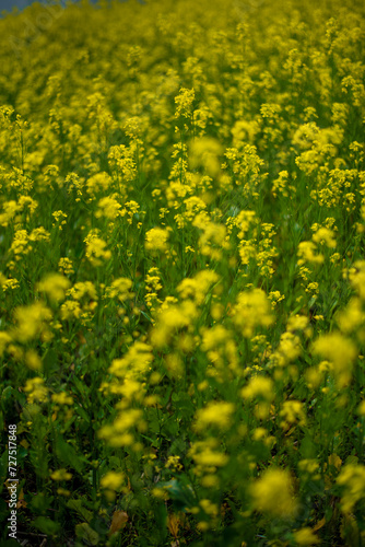 field of yellow flowers, Linn County, Mid-Willamette Valley, Western Oregon