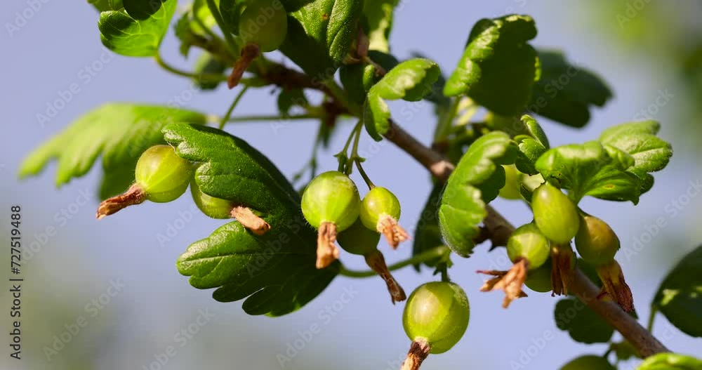 green foliage and gooseberry berries in the garden, growing gooseberry crops in eastern Europe green foliage and gooseberry berries in the garden, growing gooseberry crops in eastern Europe