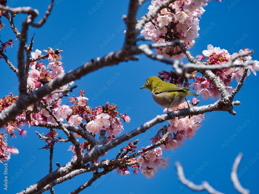 元朝桜とメジロ