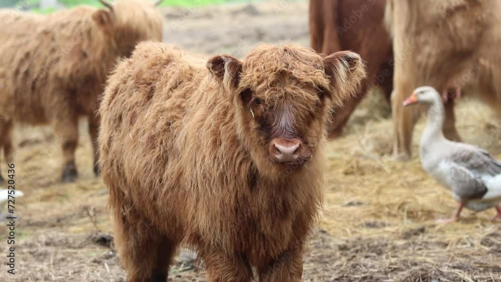 Highland Cow calf looking at camera and chewing center frame as geese walk in background Highland Cow calf looking at camera and chewing center frame as geese walk in background