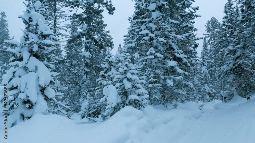 Winter landscape snowy mountain forest in snowstorm. Road for snowmobiles among snow-covered firs. Winter Russia, Siberia. High quality 4k footage Winter landscape snowy mountain forest in snowstorm. Road for snowmobiles among snow-covered firs. Winter Russia, Siberia. High quality 4k footage
