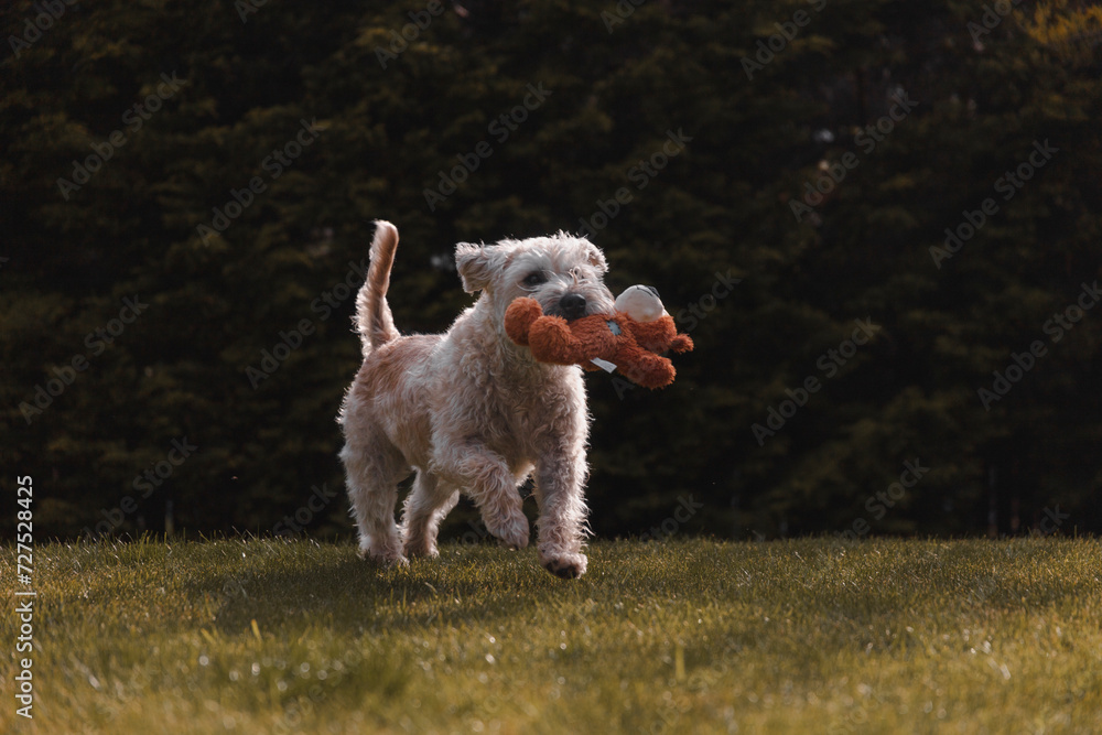 An Irish Soft Coated Wheaten Terrier domestic pet dog animal. Running forward while looking away from camera and holding a brown bear toy in her mouth. Tail high attentively An Irish Soft Coated Wheaten Terrier domestic pet dog animal. Running forward while looking away from camera and holding a brown bear toy in her mouth. Tail high attentively