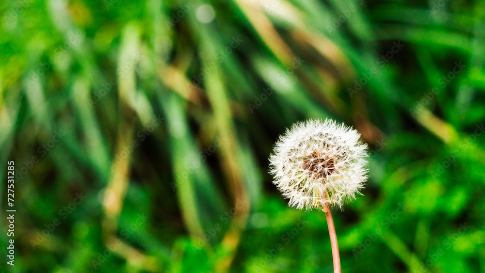 Fototapeta premium Macro photo of lonely dandelion on the green blurred background in summer time.