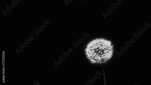 White flower of backlit dandelion with black background