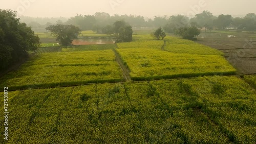 Mustard Seed Field in Full Bloom, Linn County, Mid-Willamette Valley, Western Oregon,drone vew