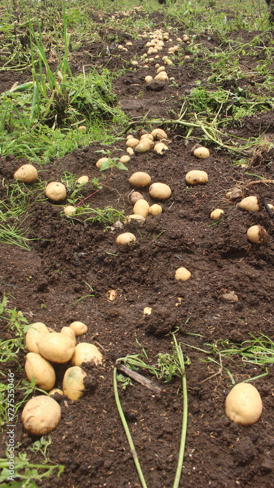 beautiful photo of a potato plantation in the mountains. This potato garden produces good quality potatoes beautiful photo of a potato plantation in the mountains. This potato garden produces good quality potatoes