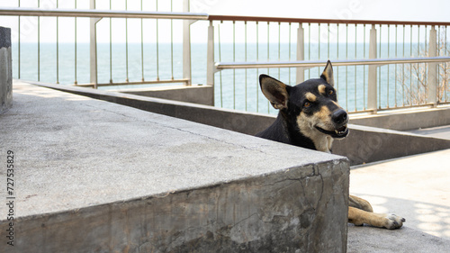 Stray dogs on the beach cement stairs, The black dog is sleeping but not asleep, dog smiling, friendly dog