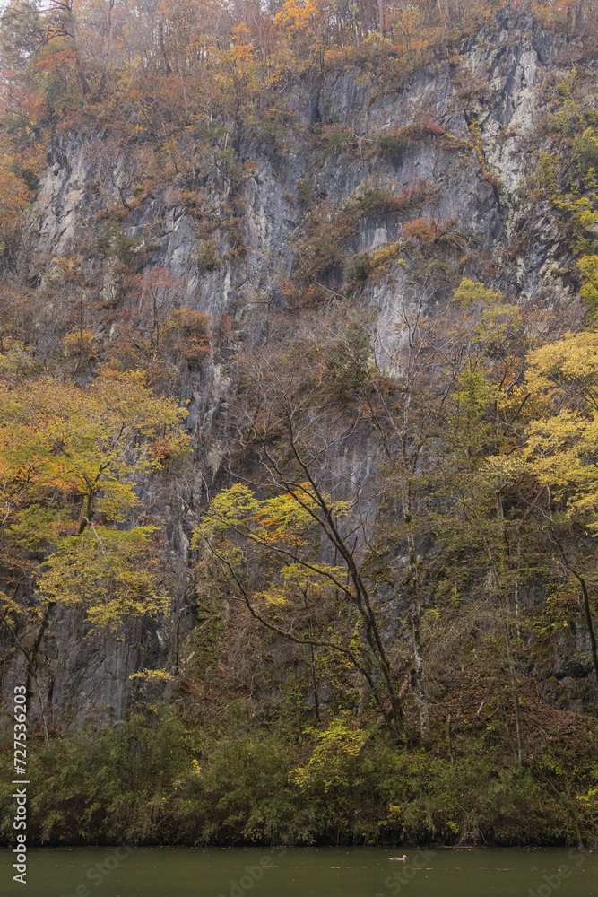 Fototapeta premium 日本 岩手県一関市を流れる砂鉄川沿いの渓谷、猊鼻渓の舟下りの船上から見える紅葉