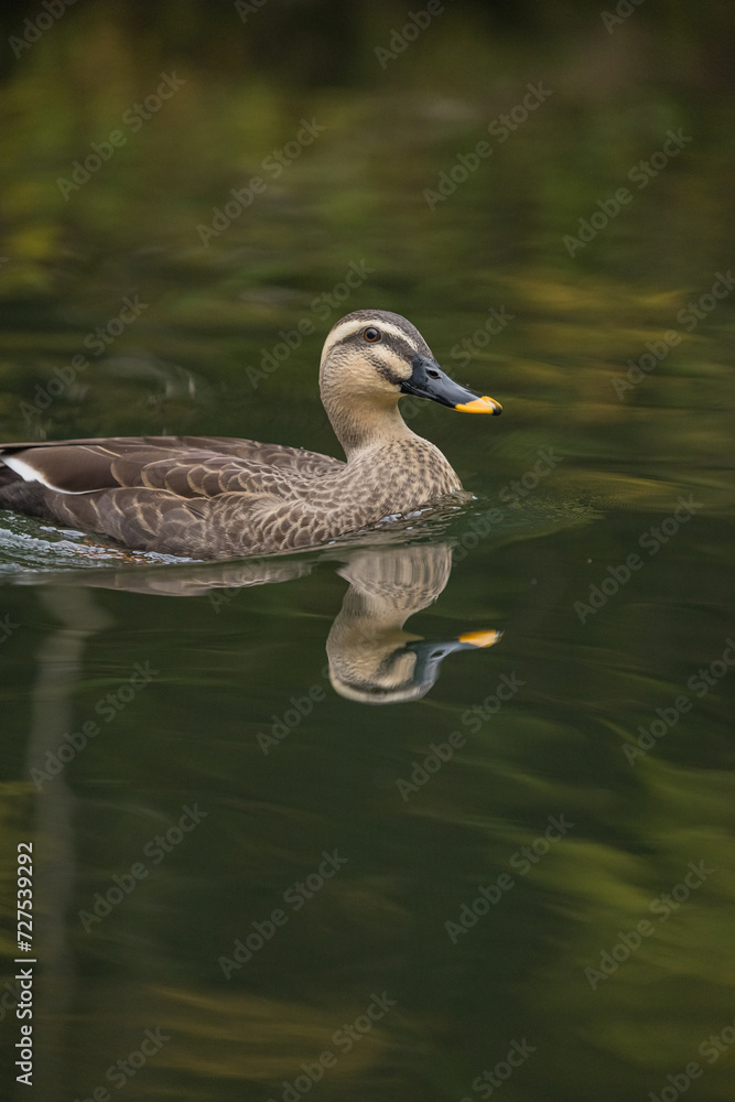 Obraz premium 日本 岩手県一関市を流れる砂鉄川沿いの渓谷、猊鼻渓を泳ぐ鴨