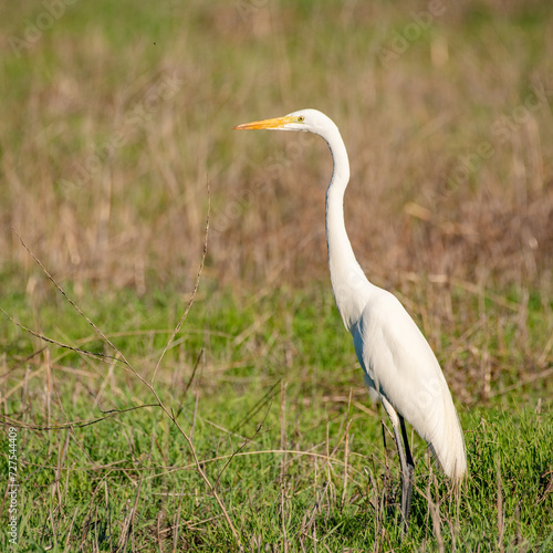 Great White Heron, Natural Habitat, Wildlife, Bird, Tall Grass, Taking Off, Flying, Santa Barbara