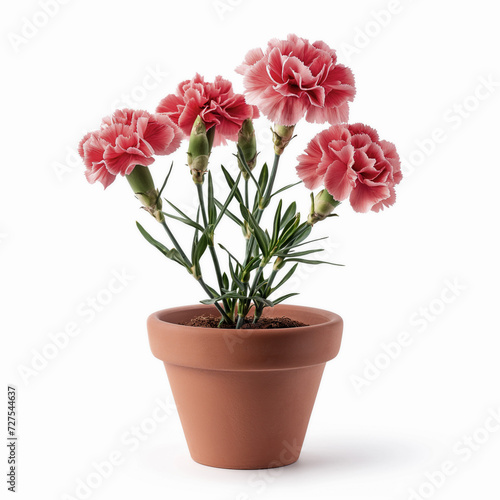 Carnation in a pot isolated on white photo