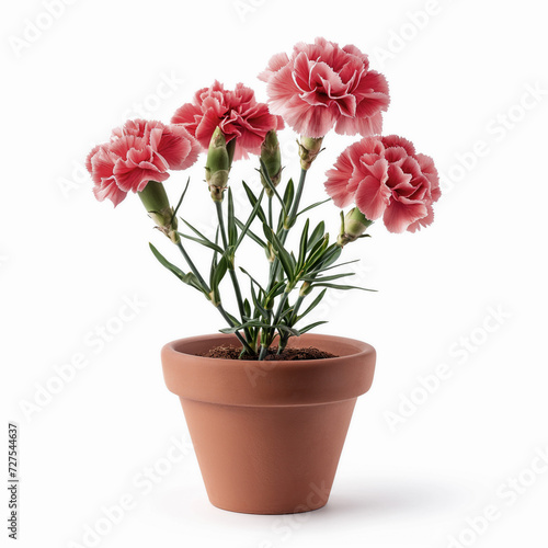 Wallpaper Mural Carnation in a pot isolated on white Torontodigital.ca