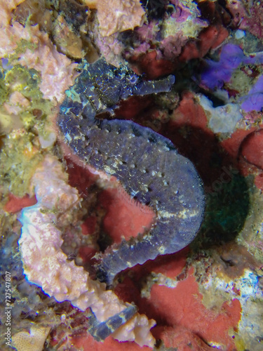 Black seahorse photo