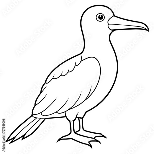 frigatebird