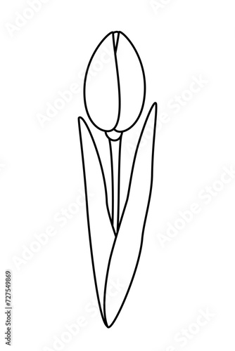 Contour drawing of an unopened tulip flower. Design elements for coloring or springtime greetings