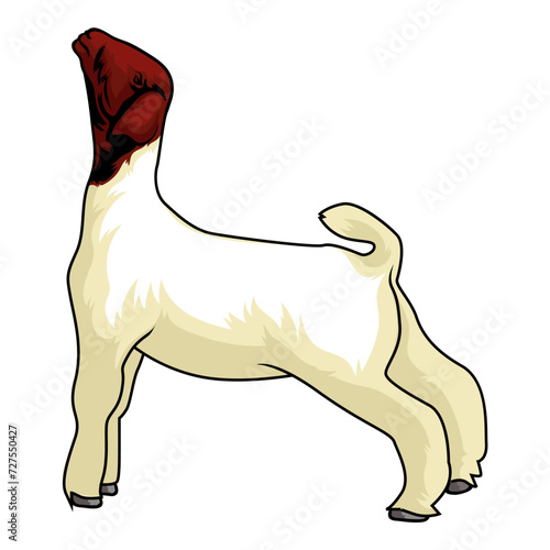 boer livestock contest goat standing, boer goat for livestock show stands tall as judged in livestock show