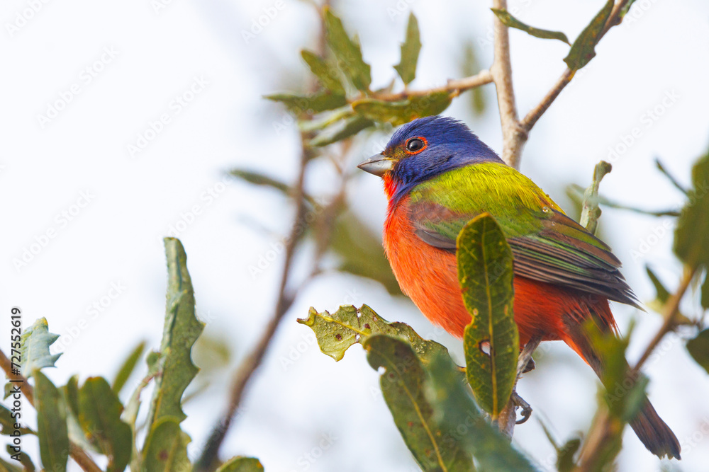 Obraz premium A male painted bunting (Passerina ciris) in a tree in Sarasota, Florida