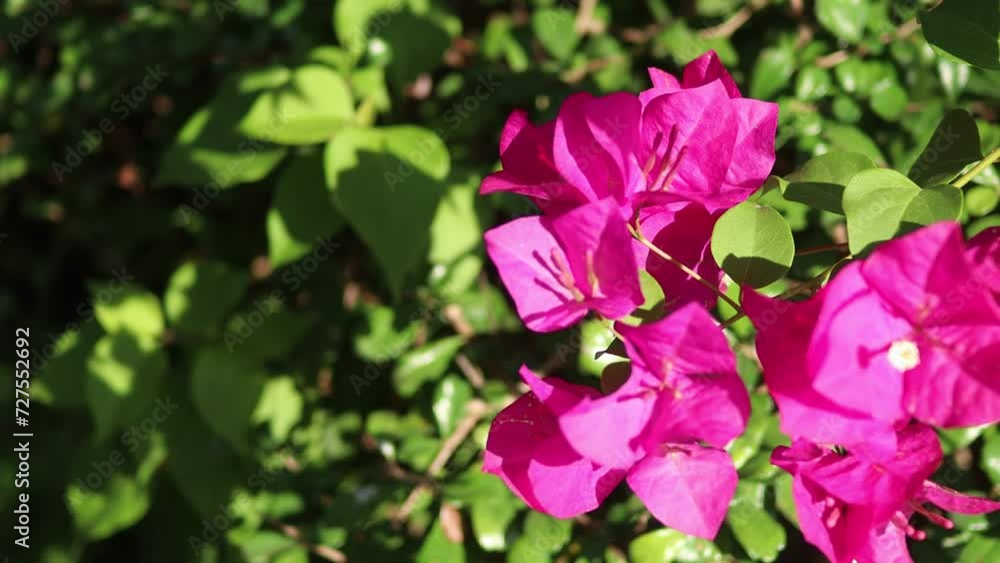 Bougainvillea flower in dark background
Bougainvillea flower in dark background
