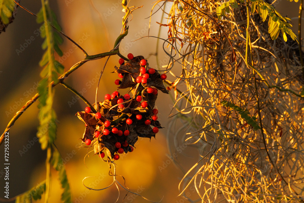 Seeds of the invasive crab's eye or rosary pea (Abrus precatorius