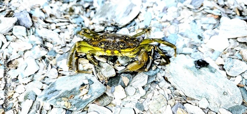 Green crab newfoundland