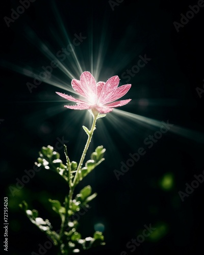 Single bloom on dark background