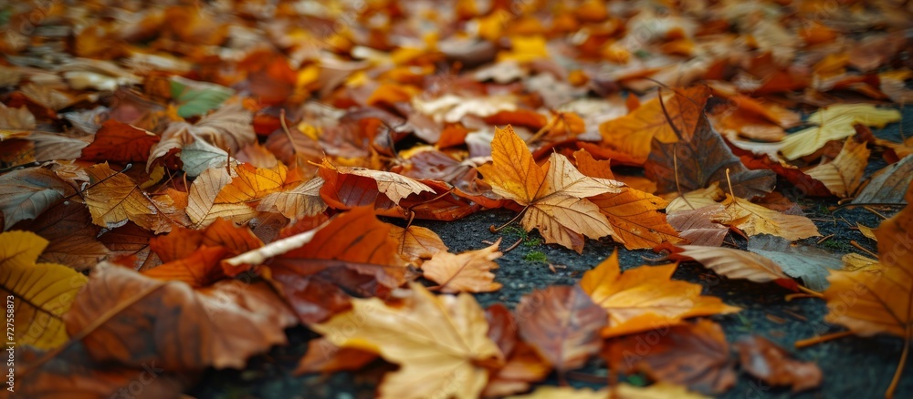 Autumn leaves on the ground. Natural background. Top view. Autumn leaves on the ground. Natural background. Top view.