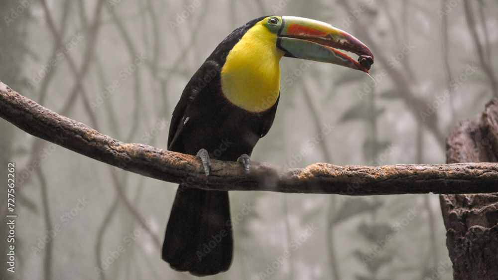 Fototapeta premium Toucan