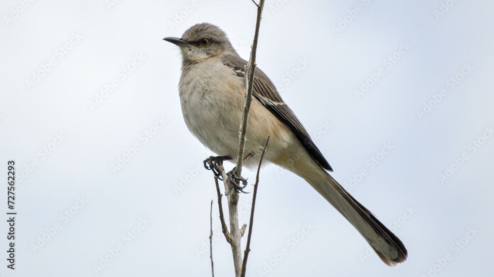 Fototapeta premium Mockingbird
