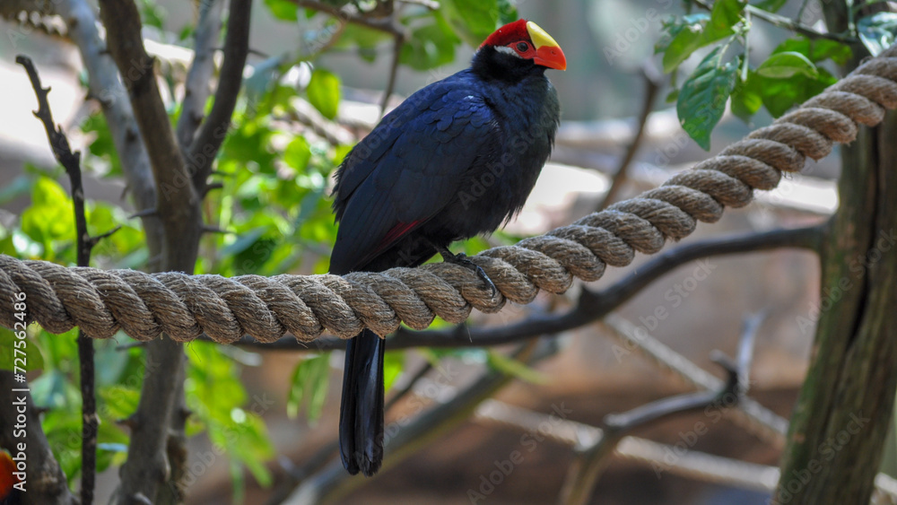 Obraz premium Turaco