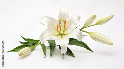 Lilies in bloom on a white background © tydeline