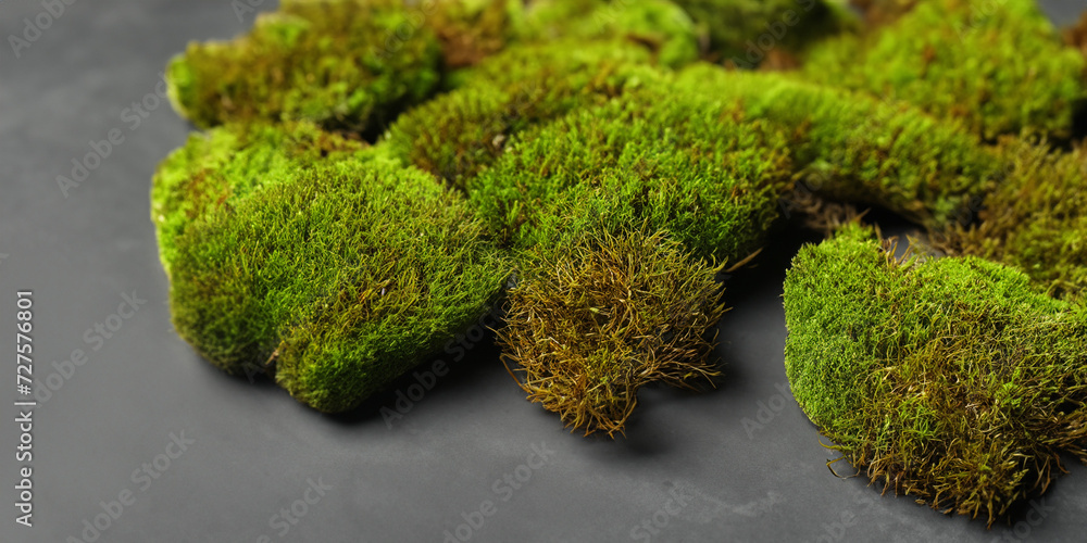 Juicy green moss on a gray stone background. Green moss. Beautiful plants. Mocap,template,wallpaper with moss Juicy green moss on a gray stone background. Green moss. Beautiful plants. Mocap,template,wallpaper with moss